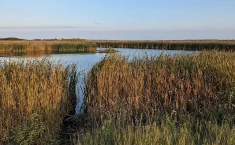 Delta Marsh Bird Observatory Delta Marsh 768x474