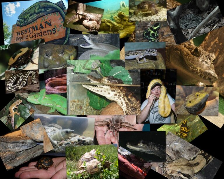 reptile 768x614