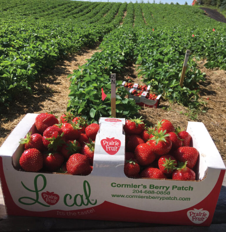cormiers berry patch 2 768x789