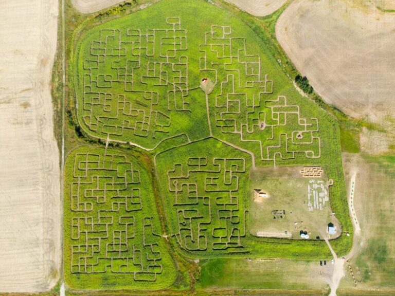 king korn maze 768x576