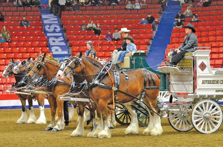 winter fair2 768x509
